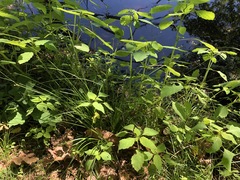 Carex atlantica