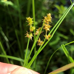 Carex atlantica