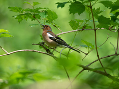 Fringilla coelebs