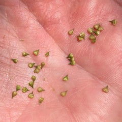 Carex atlantica