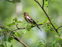 Fringilla coelebs