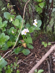 Lycianthes peduncularis