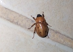 Cyclocephala lunulata