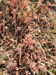 Sedum hispanicum
