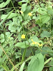 Angiospermae