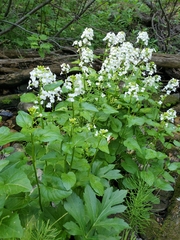 Cardamine cordifolia