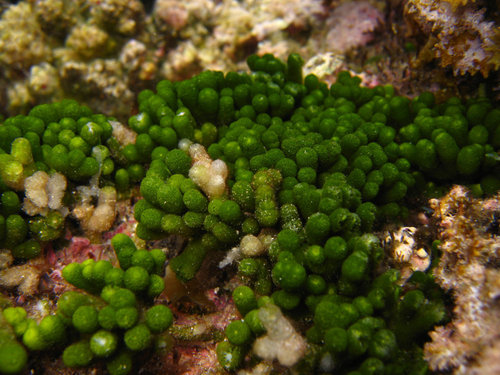Caulerpa webbiana