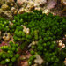 Bottlebrush Green Seaweed - Photo (c) 2010 Moorea Biocode, some rights reserved (CC BY-NC-SA)