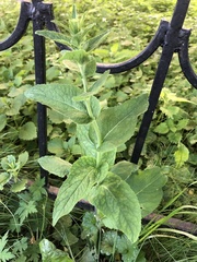 Campanula bononiensis