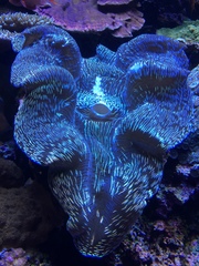 Tridacninae