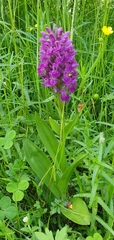 Dactylorhiza purpurella