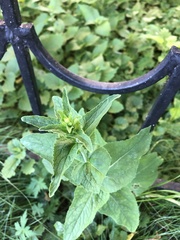 Campanula bononiensis