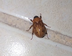 Cyclocephala lunulata