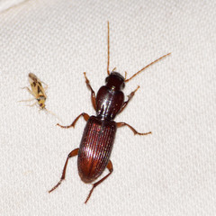 Stenomorphus