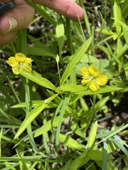 Lysimachia lanceolata