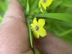 Lysimachia lanceolata