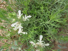 Teucrium laciniatum