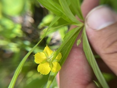Lysimachia lanceolata