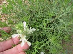 Teucrium laciniatum