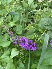 Linaria purpurea
