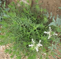 Teucrium laciniatum