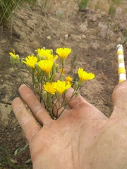 Crepis atribarba