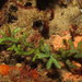 齒形蕨藻 - Photo (c) Derek Keats，保留部份權利CC BY-SA