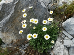 Erigeron dryophyllus