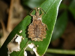 Phyllotingis costaricana