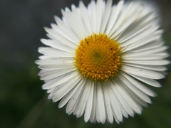 Erigeron dryophyllus