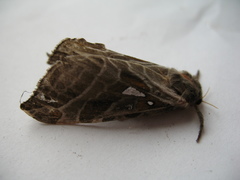 Sthenopis argenteomaculatus