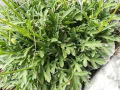 Erigeron dryophyllus