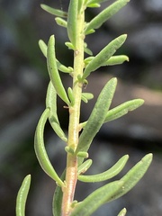 Selago albida