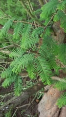 Sequoioideae