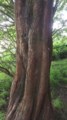 Sequoioideae