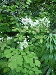 Thalictrum baicalense