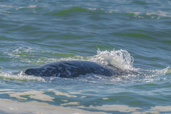 Eschrichtius robustus