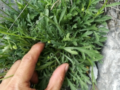 Erigeron dryophyllus