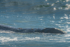 Eschrichtius robustus