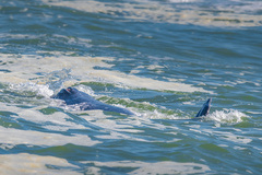 Eschrichtius robustus