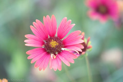 Gaillardia amblyodon