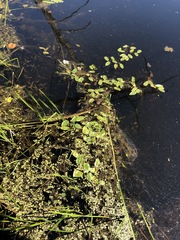 Potamogeton pulcher