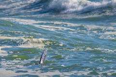 Eschrichtius robustus