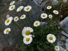 Erigeron dryophyllus
