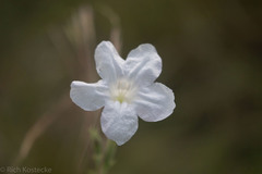 Ruellia metziae