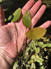 Potamogeton pulcher
