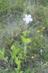 Ruellia metziae