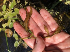 Potamogeton pulcher