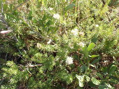 Agathosma gonaquensis