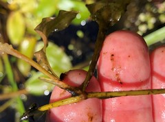 Potamogeton pulcher
